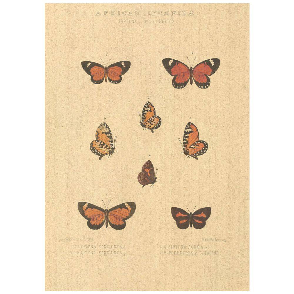Flax Art Poster | Encyclopedia Butterfly D | FWP-AP-EN2D